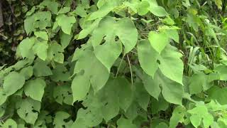 Broussonetia papyrifera Paper Mulberry in Florida [upl. by Eintihw]