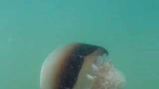 Cannonball Jellyfish Stomolophus meleagris 12 [upl. by Retsev]