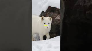 Arctic Fox [upl. by Bruis]