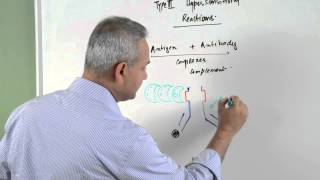 Immunology lecture 15  Type III Hypersensitivity Reactions 16 [upl. by Caffrey]