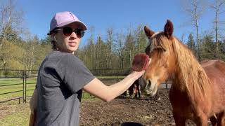 Gentling Wild Mustangs Force Free in a Huge Field PART 3 [upl. by Dragelin]