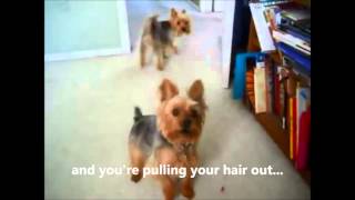 My Yorkie Barking Problem  I love My Yorkie temperament except barking [upl. by Eustasius620]