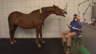 Tierklinik Gessertshausen  Zahnstation für Pferde [upl. by Anelaf]