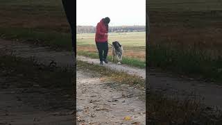 Caucasian shepherd puppy FCI 6 month old Basilissa Monte De Shar [upl. by Cassilda]