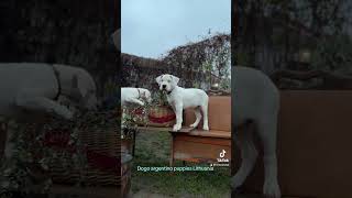 Dogo argentino puppies Lithuania dogoargentinopuppies [upl. by Most806]