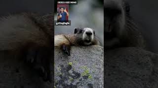 marmota gritando meme marmota chamando o nome Paulo shorts [upl. by Dilly]