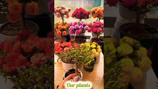 How to make Bonsai tree in Moss Rose Plant shorts plants flowers [upl. by Borman]