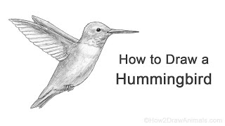 How to Draw a Hummingbird [upl. by Ayhtnic107]