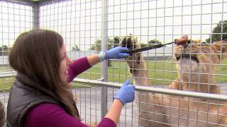 VIP Lion Cage Feed  West Midland Safari Park [upl. by Nolan]