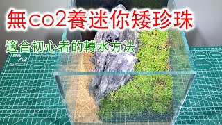 懸浮缸無co2開缸迷你矮珍珠，簡簡單單不用co2養活水上葉水草No CO2 planting Hemianthus callitrichoides ’Cuba’ [upl. by Leahcir947]