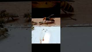 Giant Hornet vs Japanese Honeybee A Fierce Encounter in Nature [upl. by Naaitsirhc]