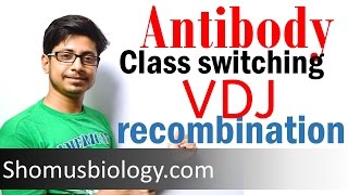 VDJ recombination  antibody class switching [upl. by Nagaer326]