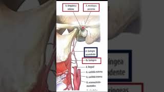 🔥Arteria faringea ascendente Video completo ⬆️⬆️ anatomia anatomiafacil carotida [upl. by Jobi]