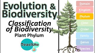 53  Classification Of Biodiversity  Plant Phylum  IB Biology  TeachMe [upl. by Ssor60]