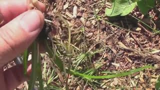 Battling Nutsedge In My Vegetable Garden  And What it Looks Like [upl. by Feliza462]