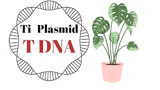 Ti Plasmid and t DNA [upl. by Oizirbaf]