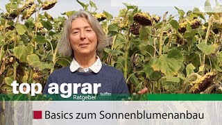 Sonnenblumenanbau und Ernte Teil 1  feiffer consult vermittelt Basiswissen [upl. by Ahtera]