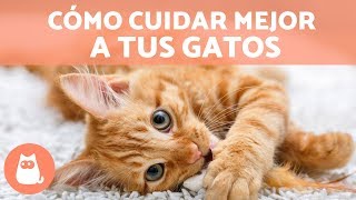 Consejos para cuidar mejor a tus gatos  Educador de Gats [upl. by Ihcas]