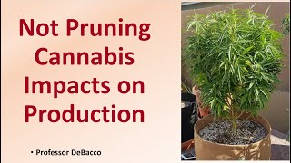 Not Pruning Cannabis Impacts on Production [upl. by Coumas]