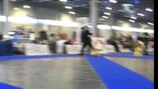 Euro Dog ShowAmerican Cocker Spaniel Club Show [upl. by Mose]