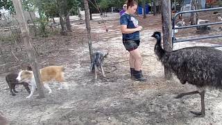 Raising Emus [upl. by Lananna]