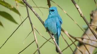 Verditer Flycatcher 銅藍鶲 [upl. by Rickert]