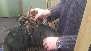 How To Lift and Storing Dahlia Tubers 2020 [upl. by Shuman]