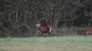 Edelhert beslaat hinde Veluwe [upl. by Nuaj]