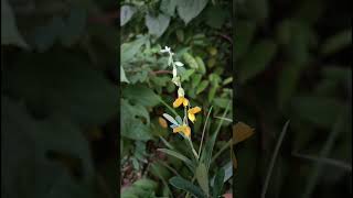 Crotalaria juncea L Fabaceae family nature flowers flora garden flower gardenflower forest [upl. by Ule]