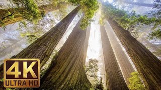 The Tallest Trees on Earth  4K Nature Documentary Film  Redwood National and State Parks [upl. by Gonzalo]