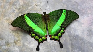 10 Mariposas Mas Hermosas del Mundo que Debes VER [upl. by Yoc79]