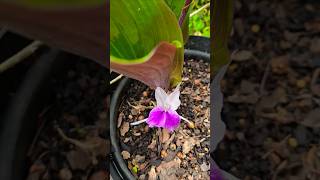 Unusual plant Kaempferia rotunda in flower [upl. by Jorie]