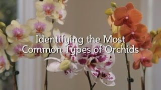 Identifying the Most Common Types of Orchids [upl. by Zetroc]