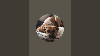 Pit Bull’s A Z with Bubba Mex is live [upl. by Euginom]