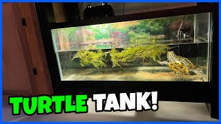 Cheap amp Simple TURTLE TANK Setup 40gal [upl. by Dallis]