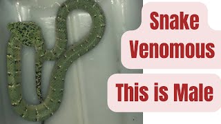 Friendly venomous snakes  Wragler’s pit viper snake  Malaysia [upl. by Brittni910]