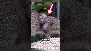 Saving squirrel from botfly infestation 😱 shorts botfly [upl. by Georg]