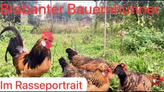 Rasseportait Brabanter Bauernhuhn [upl. by Larimore694]