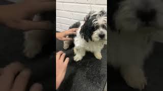 Lhasa dog grooming after bathing dog grooming dog lovers [upl. by Lyle]