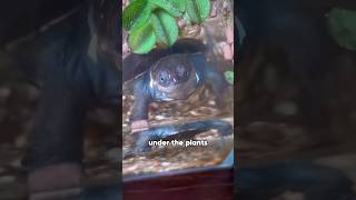 Turtle learns to backstroketurtle backstroke missed comrade institute youtube foryou [upl. by Meredeth]