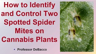 How to Identify and Control Two Spotted Spider Mites on Cannabis Plants [upl. by Annaiuq]