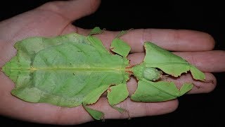 Basic care guide Phyllium giganteum [upl. by Rehtul]