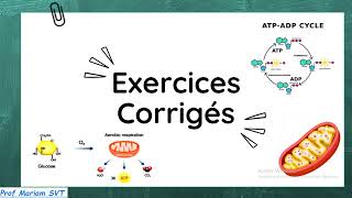 Exercices ATP amp MUSCLE Partie 7 🔥🔥 2bac SVT  2 bac PC [upl. by Laefar]