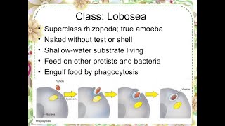 superclass Rhizopoda Class Lobosea Arcella and Diflugia [upl. by Eppes984]