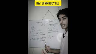 B and T lymphocytes in hindib and t lymphocytes immunologyshorts youtubeshorts lymphocytes [upl. by Foscalina]