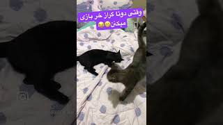 تیمو هم طبق معمول نخود هر آشه😁 [upl. by Ahsiekit]