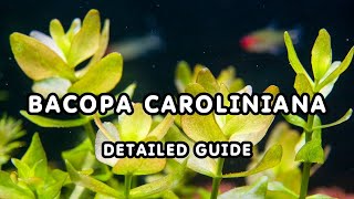 BACOPA CAROLINIANA DETAILED GUIDE  AQUATIC PLANT BACOPAs GUIDE FOR BEGINNERS [upl. by Merv234]