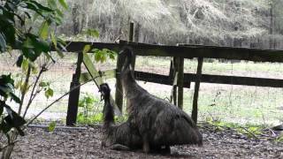 emus mating [upl. by Kcirb]