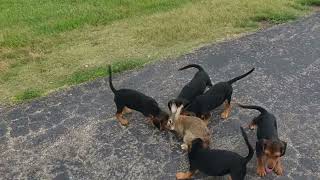 How To Train Beagle Puppies For Rabbit Hunting [upl. by Loftis118]