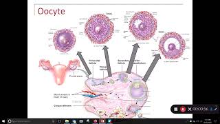 Oocyte Development The Ovaries [upl. by Ddahc]